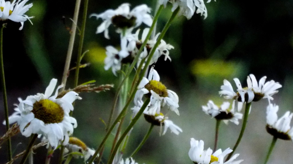 Weeds by William J Lindberg